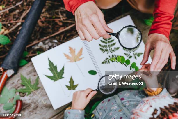 hands of girl collecting leaves for herbarium with grandmother in forest - child magnifying glass imagens e fotografias de stock