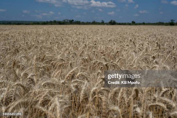 Winter wheat crop awaits harvest at Redwood farm on November 11, 2022 in Ticehurst, Zimbabwe. With the wheat shortage caused by the Russian-Ukrainian...