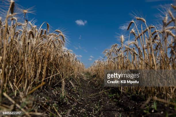 Winter wheat crop awaits harvest at Redwood on November 11, 2022 in Ticehurst, Zimbabwe. With the wheat shortage caused by the Russian-Ukrainian...