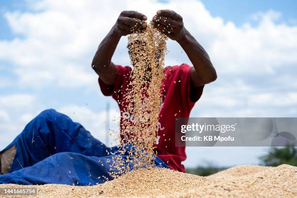 An unidentified farm worker at Redwood farm poses for a photo on November 11, 2022 in UNSPECIFIED, Zimbabwe. With the wheat shortage caused by the...