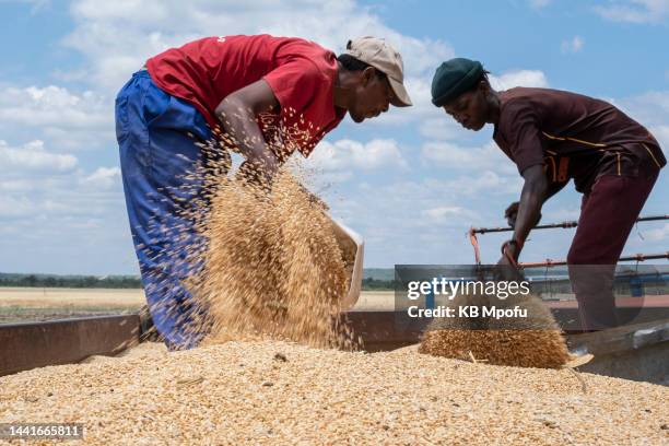 Farm workers at Redwood farm load wheat from a combine harvester into a tractor on November 11, 2022 in Ticehurst, Zimbabwe. With the wheat shortage...