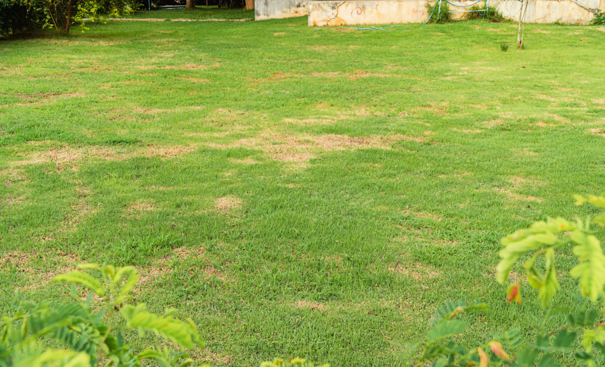 hurricane damage lawn