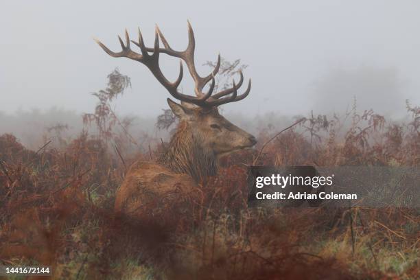 stag with bracken standing in a misty parkland - misty eyes stock pictures, royalty-free photos & images
