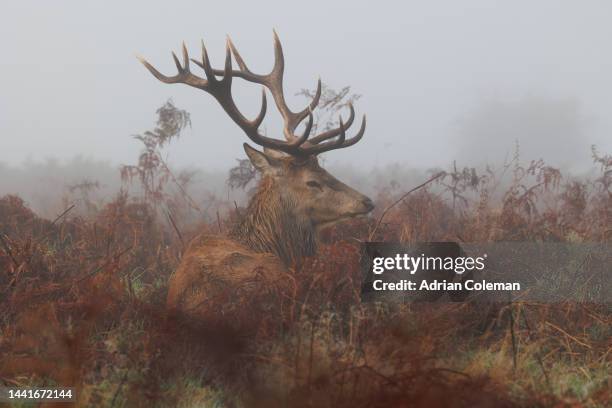 stag with  bracken standing in a misty parkland - buck stock pictures, royalty-free photos & images