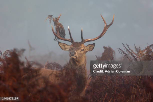 stag with  bracken standing in a misty parkland - deer eye stockfoto's en -beelden