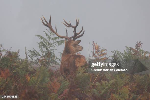 imagen escénica de un ciervo en la niebla desapareciendo en el helecho durante la temporada de celo del reino unido - asta fotografías e imágenes de stock