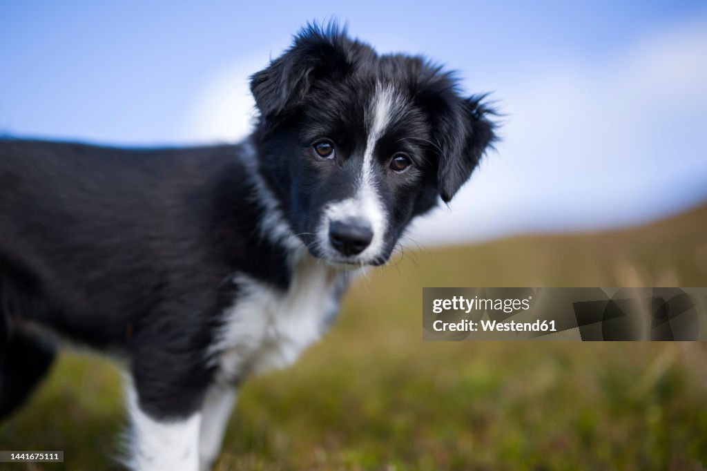 Black border collie puppy at meadow