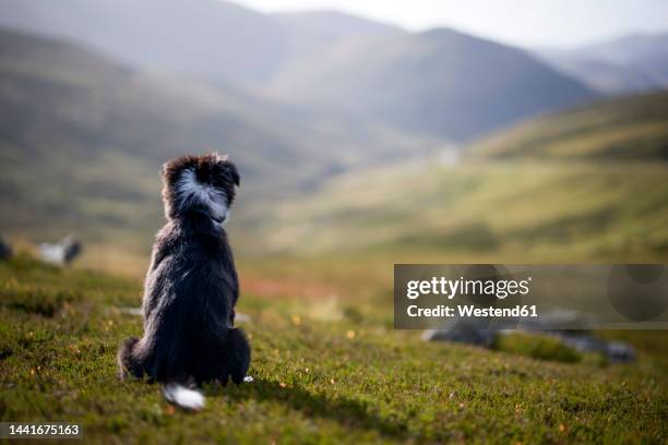 dog sitting on grass at hill - collie stock pictures, royalty-free photos & images