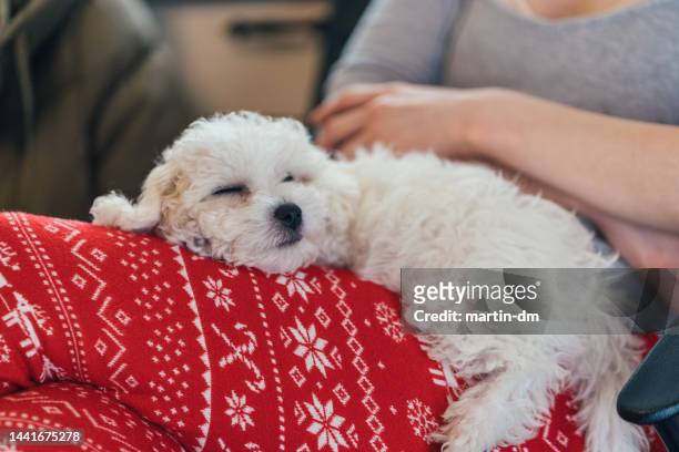 baby dog and his owner resting at home during christmas - bichon stock pictures, royalty-free photos & images