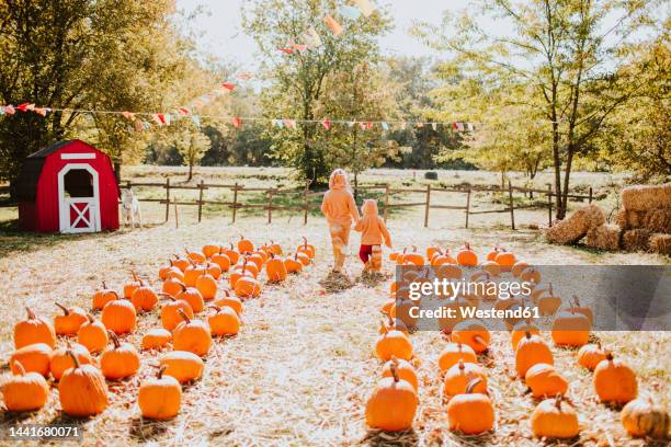 girl with brother wearing fox costume waking amidst pumpkins at farm - pumpkins in a row stock pictures, royalty-free photos & images