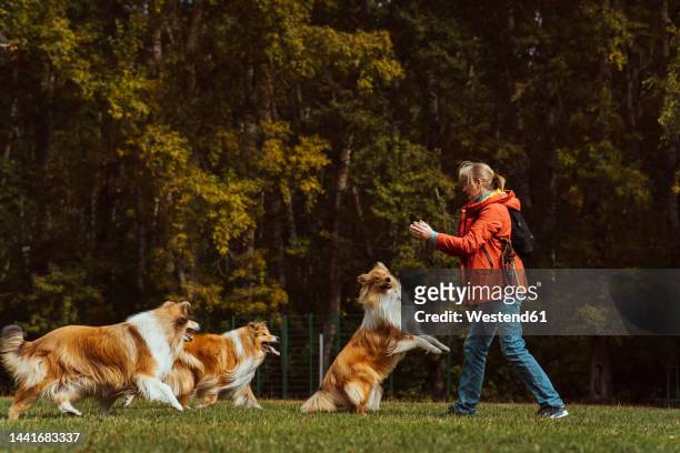 woman playing with collie dogs in park - breeder stock pictures, royalty-free photos & images