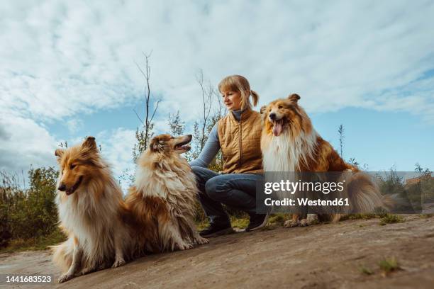 woman with collie dogs crouching under cloudy sky - züchter stock-fotos und bilder