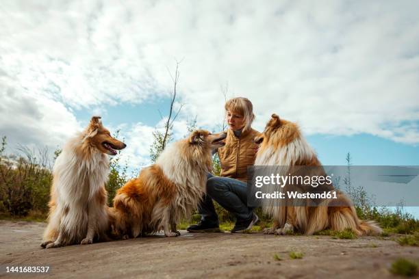 woman with collie dogs crouching under cloudy sky in nature - züchter stock-fotos und bilder