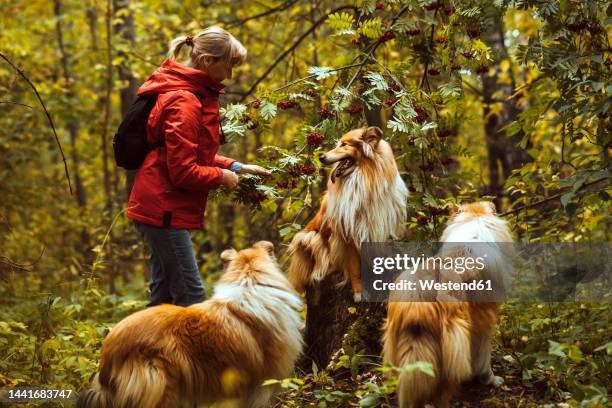 woman with collie dogs standing by tree in forest - breeder stock pictures, royalty-free photos & images