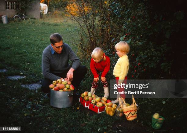 father picking apples with his dauthers - 1967 stock pictures, royalty-free photos & images