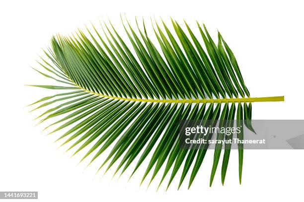 coconut leaves, white background isolates - cycad stock pictures, royalty-free photos & images