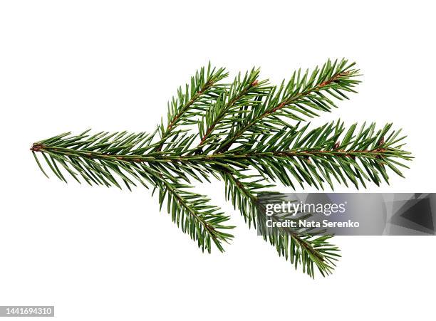 top view of green fir tree spruce branch with needles isolated on white background. - twig stockfoto's en -beelden