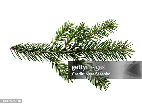 Top view of green fir tree spruce branch with needles isolated on white background. Top view of green fir tree spruce branch with needles isolated on white background.