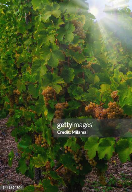 riesling wine grapes (vitis vinifera) along the mosel river - mosel valley stock pictures, royalty-free photos & images