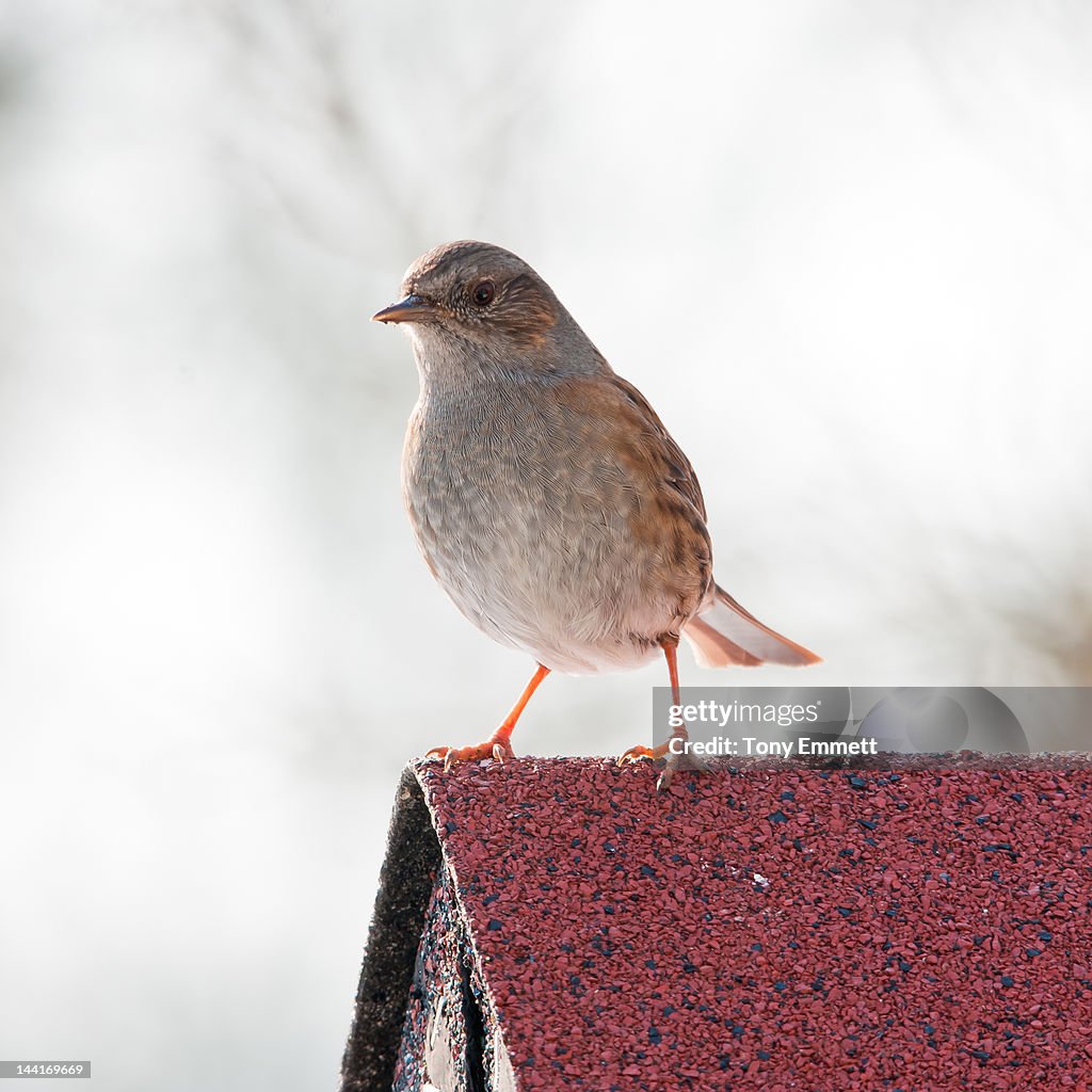 Dunnock