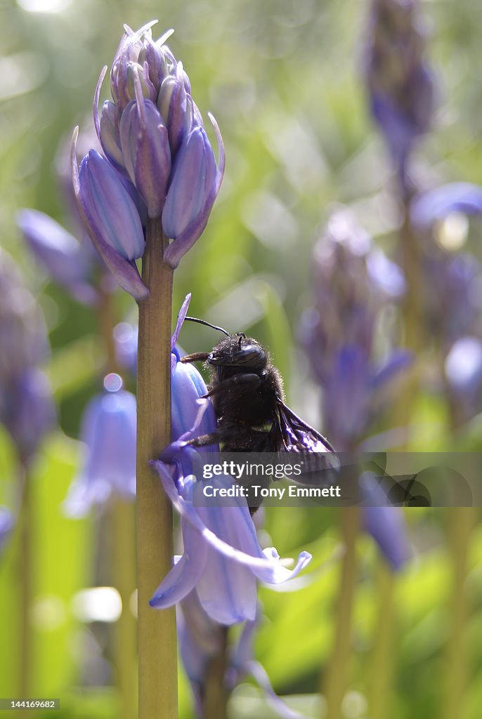 Carpenter bee