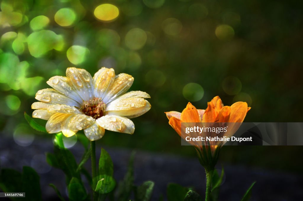 Flowers in the mild morning