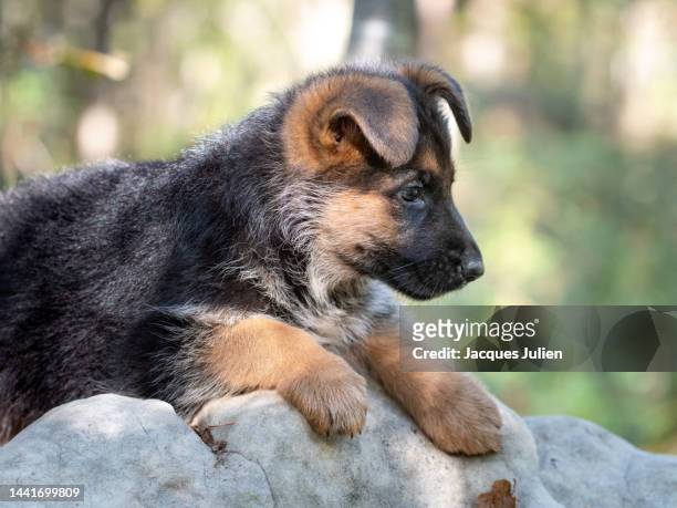 puppie german shepherd - german shepherd sitting stock pictures, royalty-free photos & images