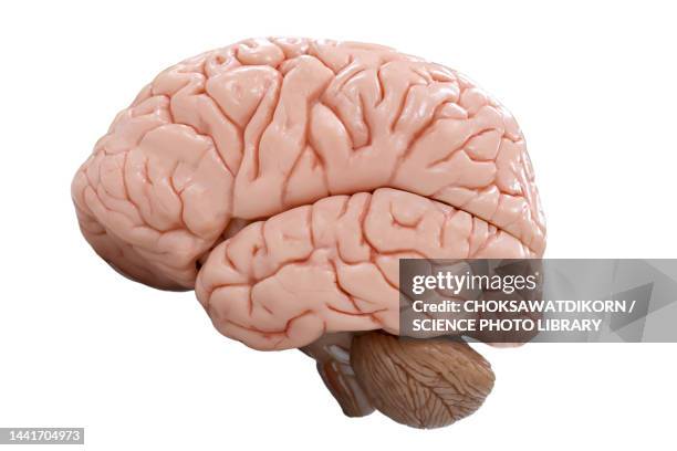 human brain, illustration - lateral surface stock pictures, royalty-free photos & images