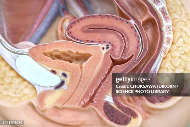 human vagina, illustration - endometrio foto e immagini stock