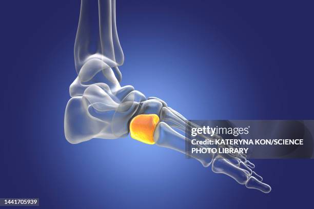 medial cuneiform bone, illustration - cuneiform stock illustrations