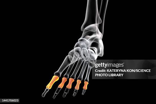 proximal phalange bones of the foot, illustration - proximal phalanges stock illustrations