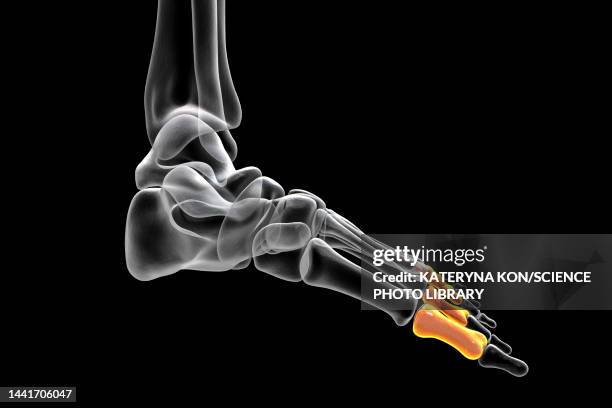 proximal phalange bones of the foot, illustration - proximal phalanges stock illustrations