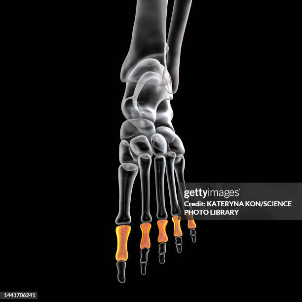 proximal phalange bones of the foot, illustration - proximal phalanges stock illustrations