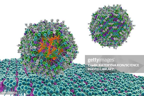 antiviral sirna lipid nanoparticle, illustration - nanoparticle stock-grafiken, -clipart, -cartoons und -symbole