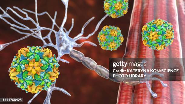 polio viruses affecting motor neurons, illustration - paralysis stock illustrations