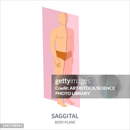 Sagittal Body Plane Illustration High Biology Diagrams