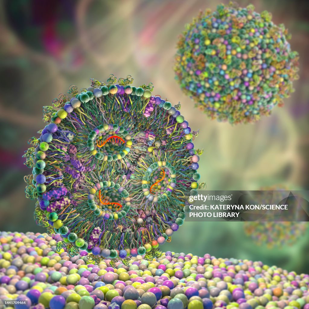 Mrna Graphoc Lipid Nanoparticle Mrna Vaccine Illustration High-Res Vector Graphic ...