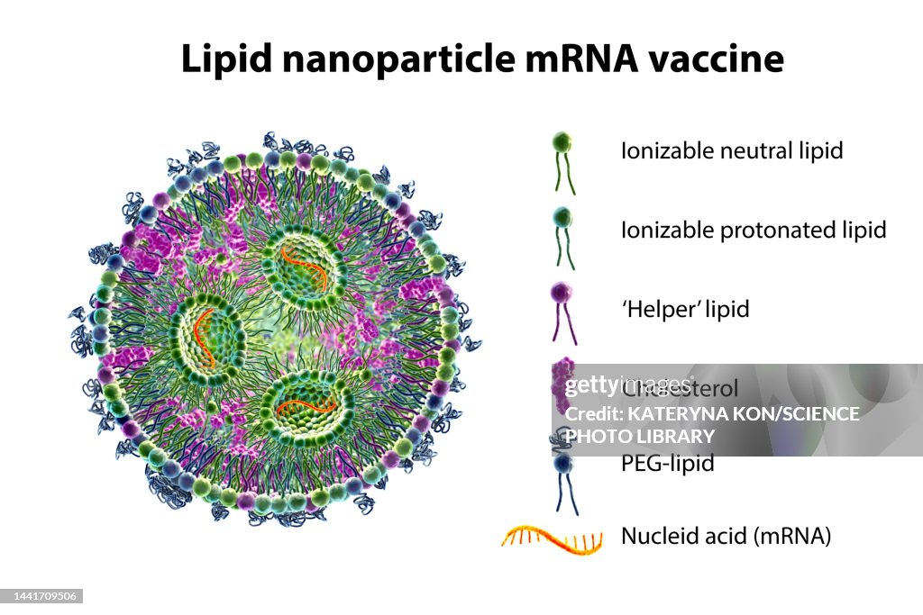 Mrna Graphoc Lipid Nanoparticle Mrna Vaccine Illustration High-Res Vector Graphic ...