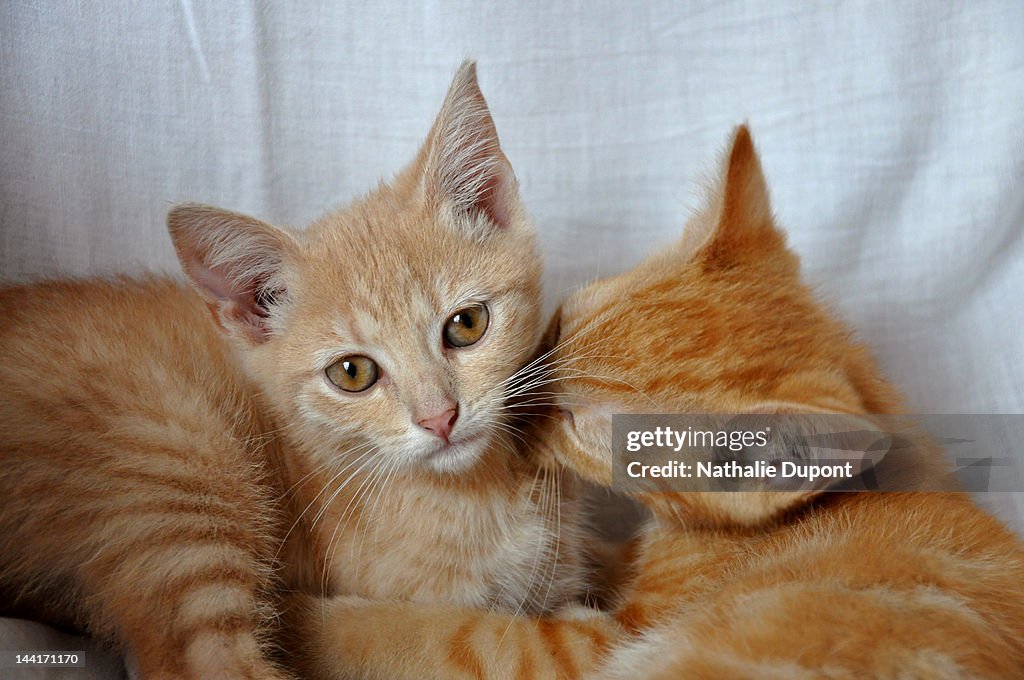 Instant tendresse entre chats