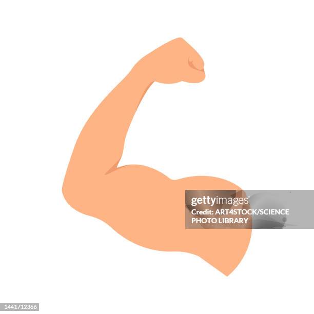 ilustraciones, imágenes clip art, dibujos animados e iconos de stock de muscle, illustration - músculo