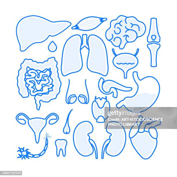 ilustrações, clipart, desenhos animados e ícones de human body organs, illustration - pâncreas órgão interno
