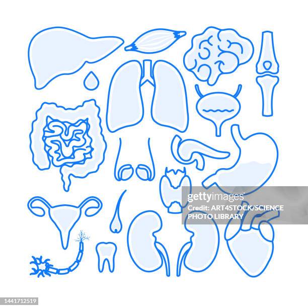 human body organs, illustration - hair follicle stock illustrations