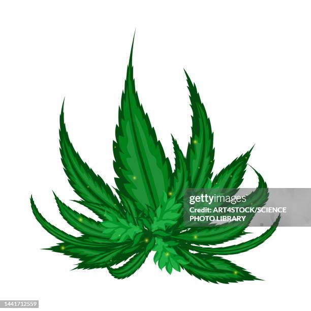 stockillustraties, clipart, cartoons en iconen met cannabis plant leaves, conceptual illustration - cannabis narcotic