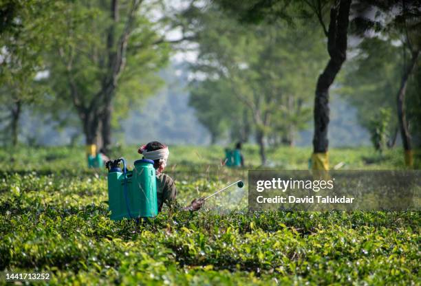 tea agriculture in india - camellia sinensis stock pictures, royalty-free photos & images