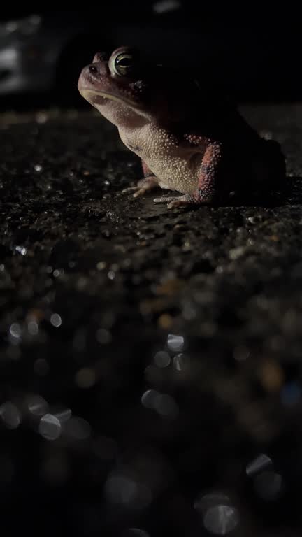 Toad Breating 112 Night Pavement Texture Stock Videos, Footage, & 4K Video Clips ...