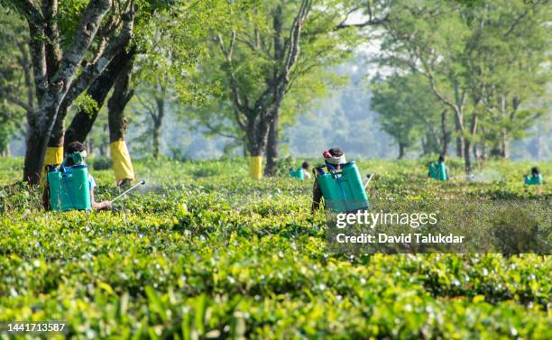 tea agriculture in india - camellia sinensis stock pictures, royalty-free photos & images