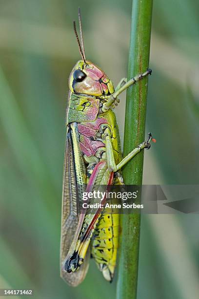 large marsh grasshopper - grasshopper stock pictures, royalty-free photos & images