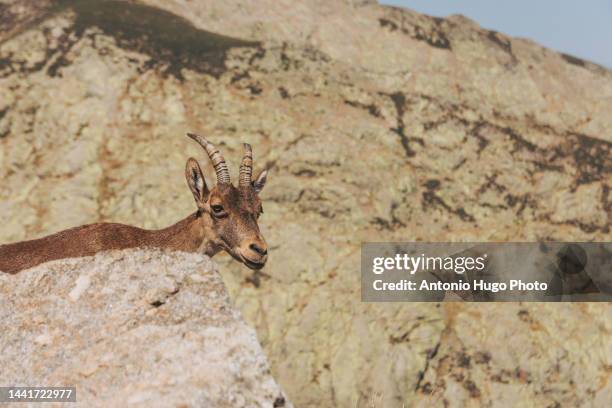 portrait of a typical spanish mountain goat in the mountains - lonely sheep foto e immagini stock