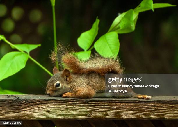 small american red squirrel resting on a wooden fence - american red squirrel stock pictures, royalty-free photos & images