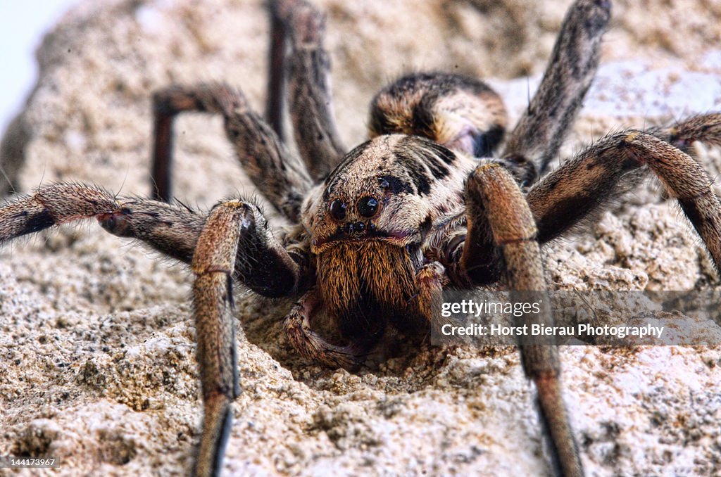 Wolf spider